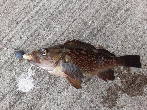 エゾメバルの釣果