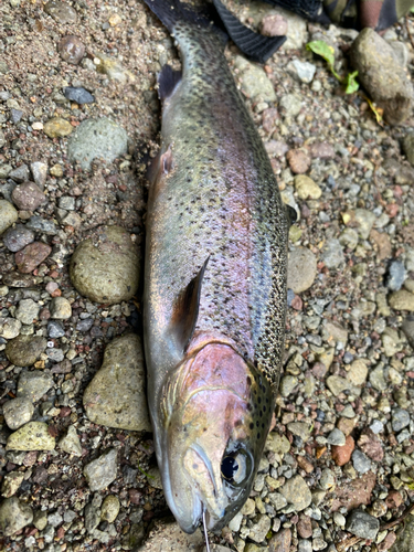 ニジマスの釣果