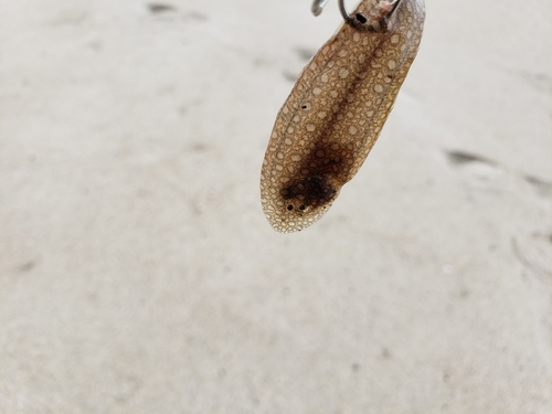 シタビラメの釣果