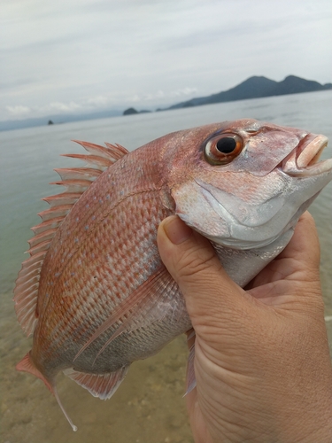 キスの釣果