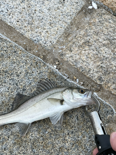 セイゴ（ヒラスズキ）の釣果