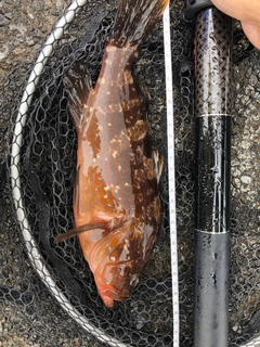 キジハタの釣果