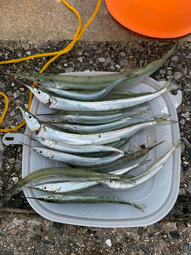 サヨリの釣果