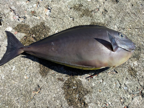 テングハギモドキの釣果