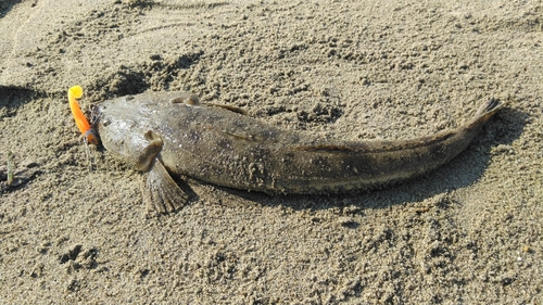 マゴチの釣果