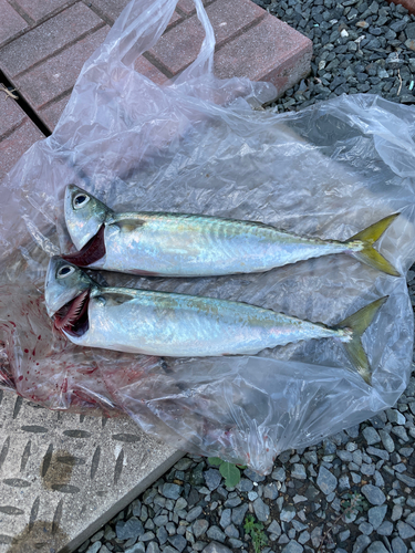 サバの釣果