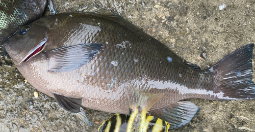 クチブトグレの釣果