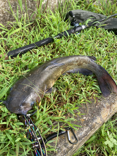 アメリカナマズの釣果