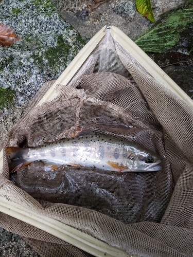 アマゴの釣果