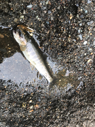 オショロコマの釣果