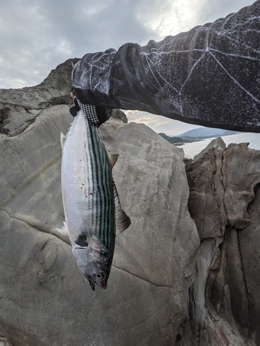 ハガツオの釣果