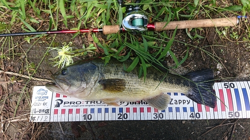 ブラックバスの釣果