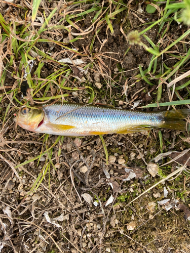 カワムツの釣果