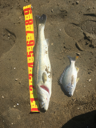 シーバスの釣果