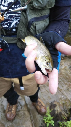 ブラウントラウトの釣果