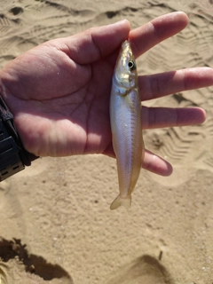 キスの釣果