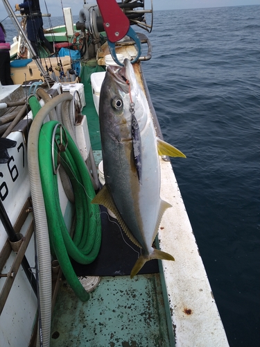 ヒラマサの釣果