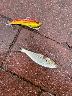 コハダの釣果