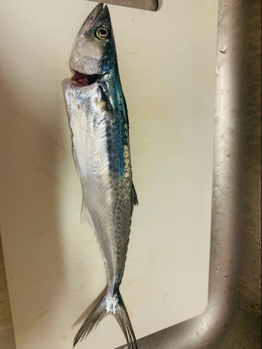 サゴシの釣果