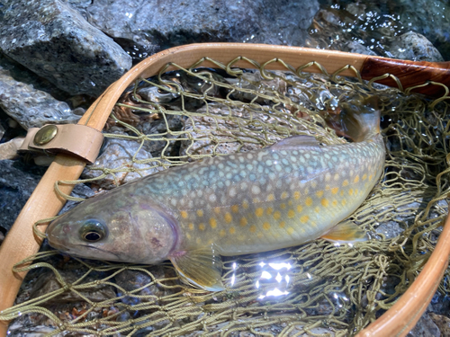 イワナの釣果