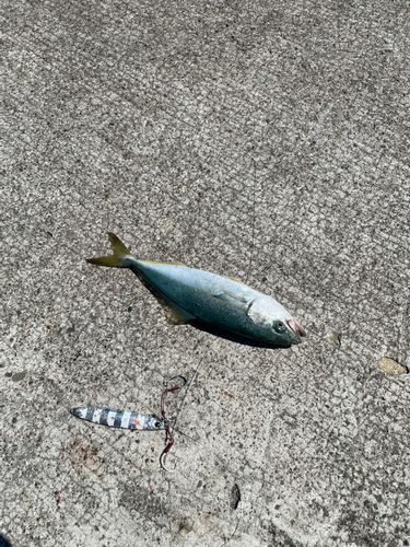 ワカシの釣果