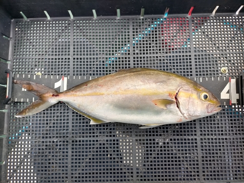 ショゴの釣果