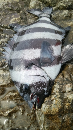 イシダイの釣果