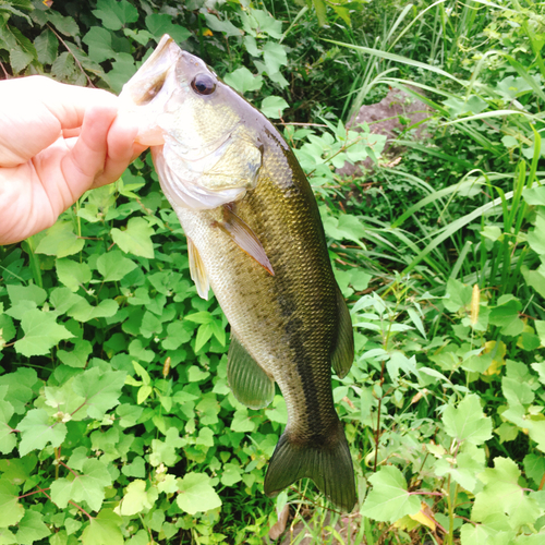 ラージマウスバスの釣果