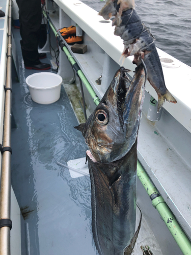 タチウオの釣果