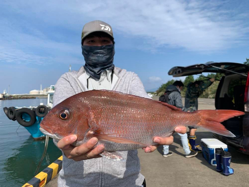 マダイの釣果