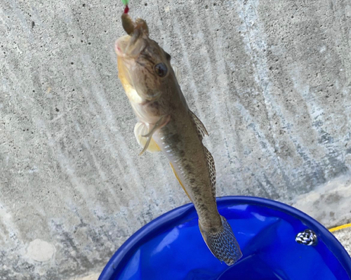 マハゼの釣果