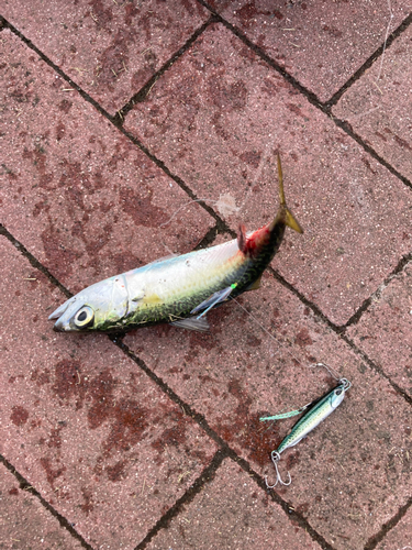 サバの釣果