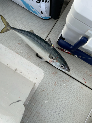 サバの釣果