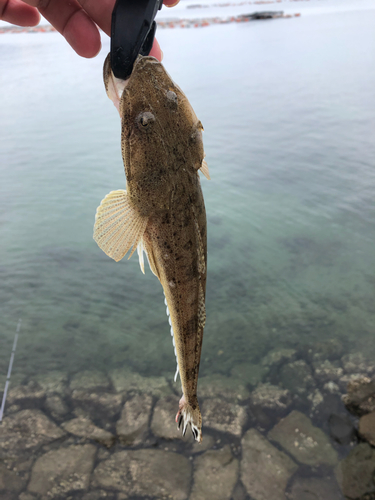 マゴチの釣果