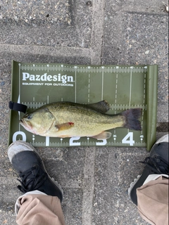 ラージマウスバスの釣果