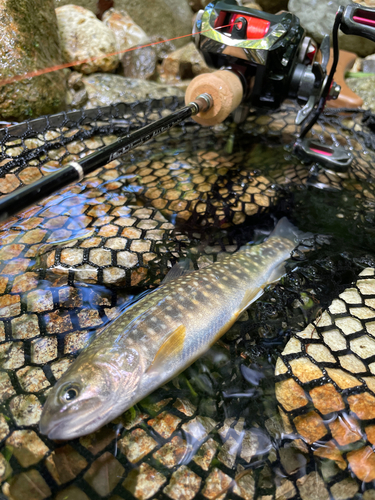 イワナの釣果