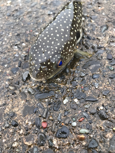 フグの釣果