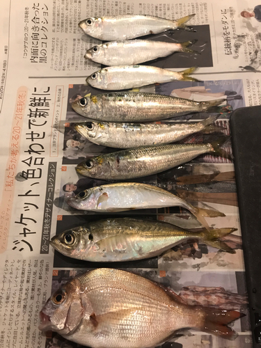 アジの釣果