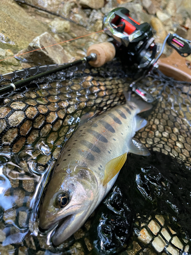 アマゴの釣果