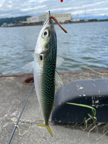 釣果