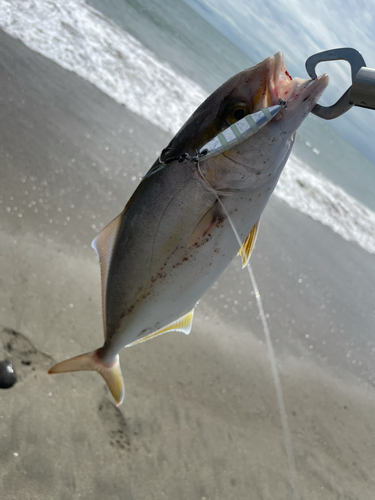 ショゴの釣果