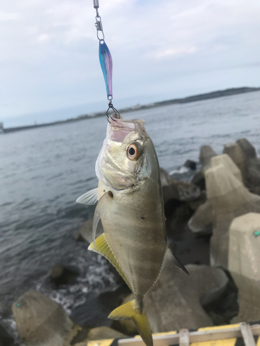 メッキの釣果