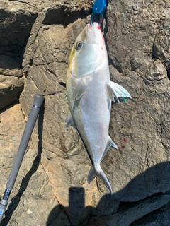 カンパチの釣果