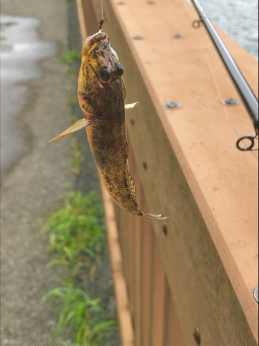 マハゼの釣果