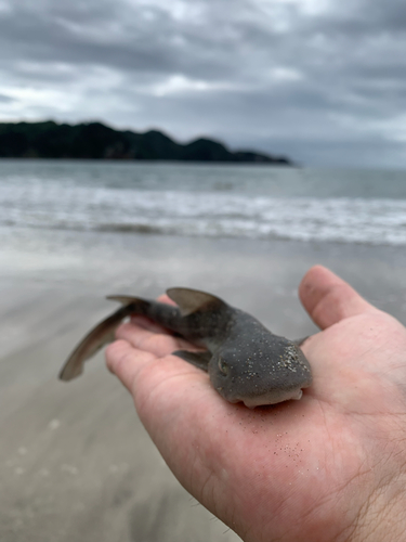 サメの釣果