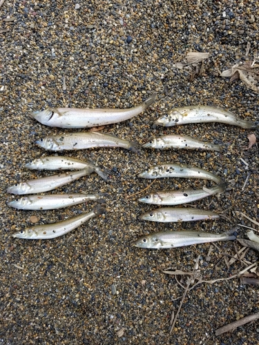 シロギスの釣果