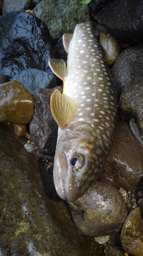 釣果