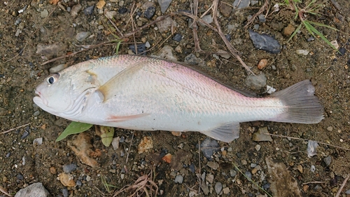 イシモチの釣果