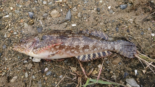 アイナメの釣果