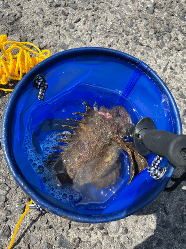 オニオコゼの釣果